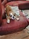 Prachtige Engelse Bulldog-puppy's - 0 - Thumbnail