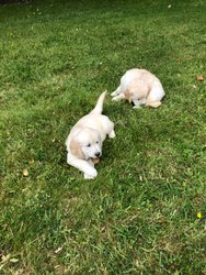 Golden retriever pups - 0