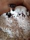 Jack Russell-puppy's - 0 - Thumbnail