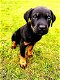 Rottweiler-puppy's - 0 - Thumbnail