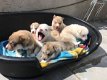 Pomsky-puppy's - 0 - Thumbnail