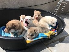 Pomsky-puppy's