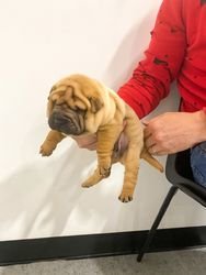 Shar Pei-puppy's - 0