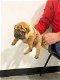 Shar Pei-puppy's - 0 - Thumbnail