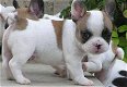 French bulldog puppy - 0 - Thumbnail