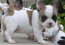 French bulldog puppy