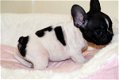 Beautiful French Bulldog puppy - 0 - Thumbnail