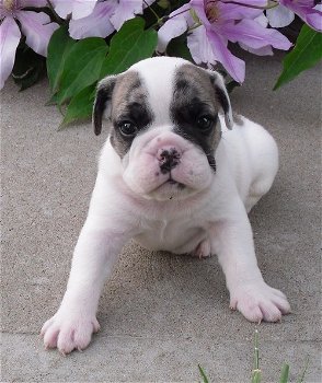 Beautiful French Bulldog puppy - 1