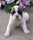 Franse bulldog pup met papieren - 0 - Thumbnail