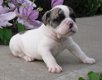 Franse bulldog pup met papieren - 1 - Thumbnail