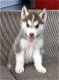 Siberische Husky Puppies - 0 - Thumbnail