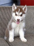 Siberische Husky Puppies