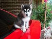 Siberische Husky Puppies - 1 - Thumbnail