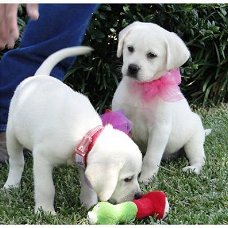 Mooie labrador puppy