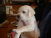 Mooie labrador puppy - 2 - Thumbnail