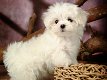 Maltese puppy's - 1 - Thumbnail