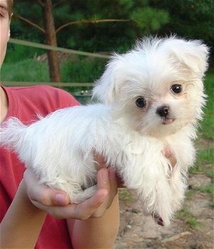 Maltese puppy's - 2