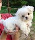 Maltese puppy's - 2 - Thumbnail
