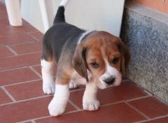 3 prachtige Beagle-puppy's - 0