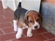 3 prachtige Beagle-puppy's - 0 - Thumbnail