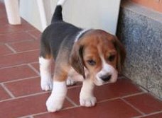 3 prachtige Beagle-puppy's