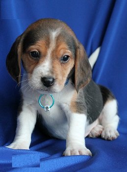 3 prachtige Beagle-puppy's - 1