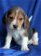 3 prachtige Beagle-puppy's - 1 - Thumbnail