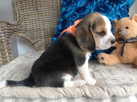 3 prachtige Beagle-puppy's - 2