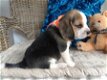 3 prachtige Beagle-puppy's - 2 - Thumbnail