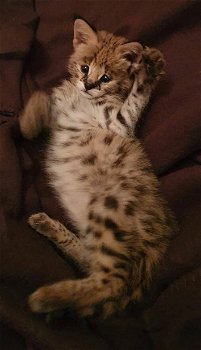 Te koop serval kittens van wildcatsfarm - 0