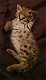 Te koop serval kittens van wildcatsfarm - 0 - Thumbnail