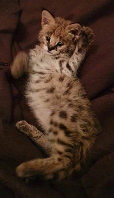 Te koop serval kittens van wildcatsfarm