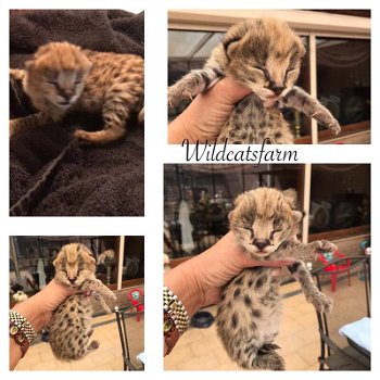 Te koop serval kittens van wildcatsfarm - 1