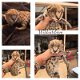 Te koop serval kittens van wildcatsfarm - 1 - Thumbnail