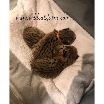 Te koop serval kittens van wildcatsfarm - 2
