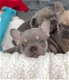 Franse Bulldog pup - 0 - Thumbnail