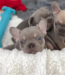 Franse Bulldog pup