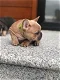 Franse Bulldog Pup - 0 - Thumbnail