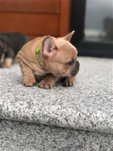 Franse Bulldog Pup