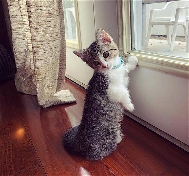 Munchkin-kittens - 0