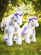 PonyCycle Eenhoorn Luxe versie voor Leeftijd 3-5 jaar - 7 - Thumbnail