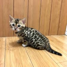 Zilveren Bengaalse kittens beschikbaar - nr. 1