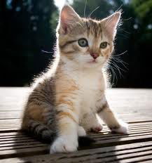 Gratis katten en kittens - nr. 1