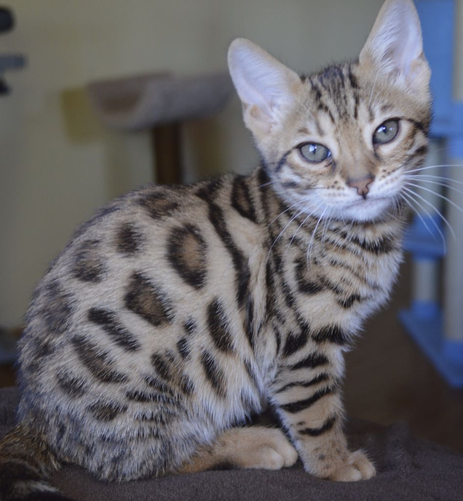 Bengaalse kat voor adoptie - nr. 1