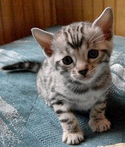 Bengaalse kittens beschikbaar - nr. 1