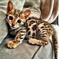 geregistreerde Bengaalse kittens - nr. 1