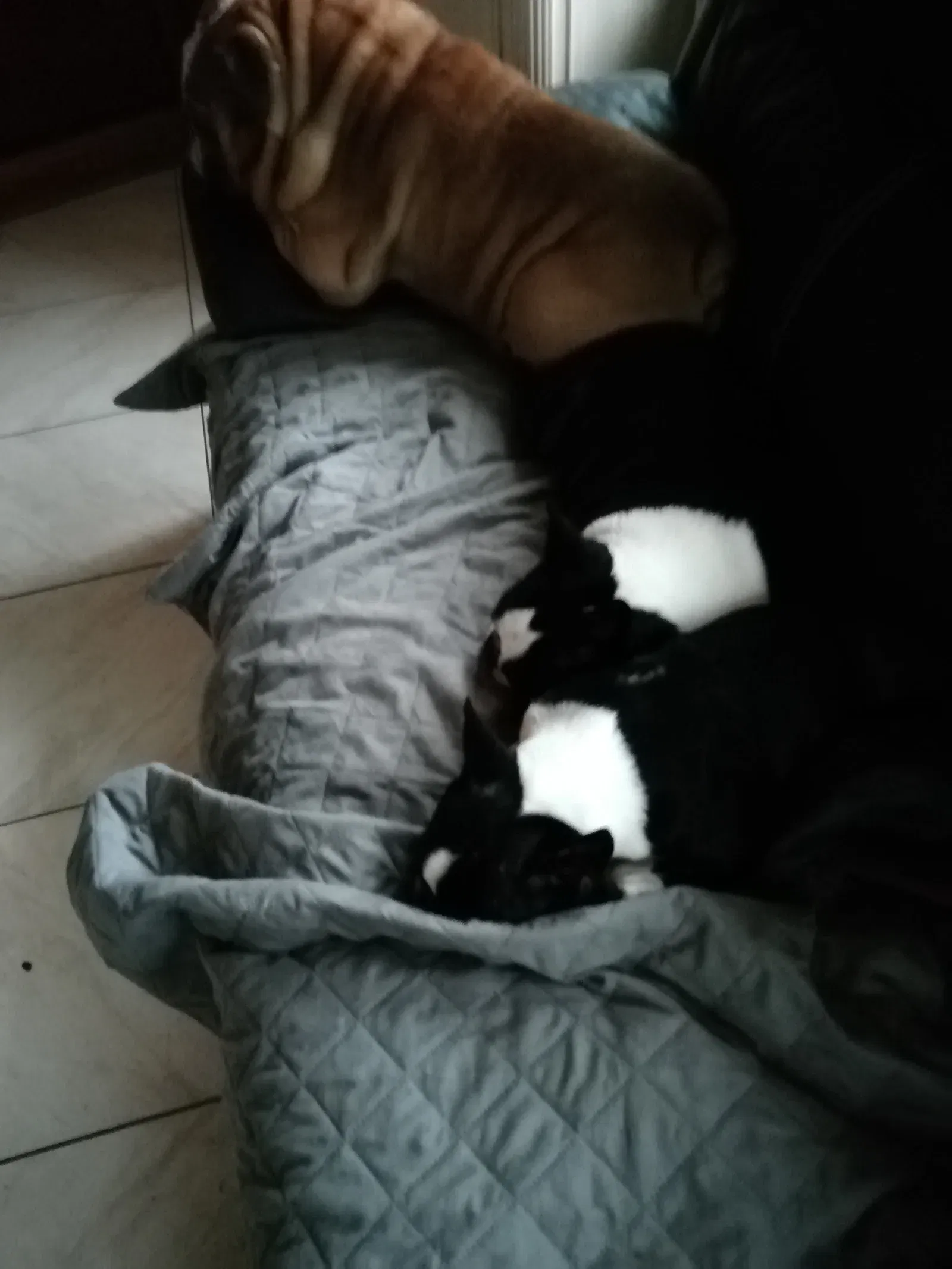 Pups Gratis!!!! - nr. 1