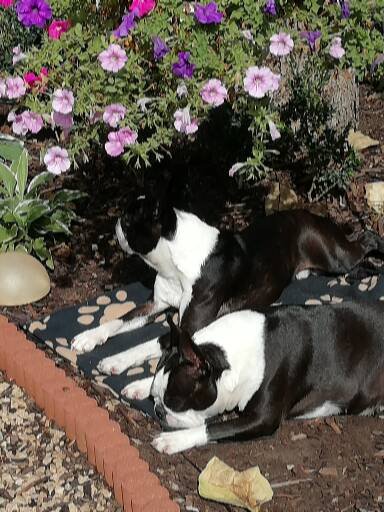 Pups Gratis!!!! - Afbeelding 2