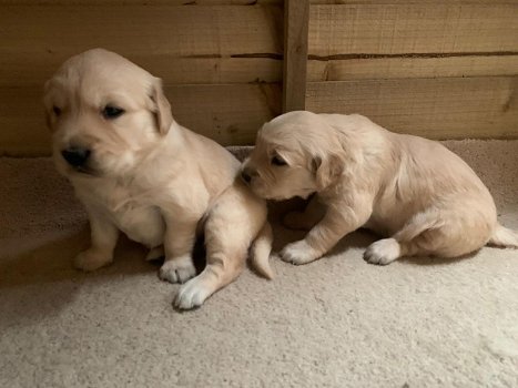 Mooie puppy's van Golden Retriever, Piper en Winnie. - 0