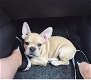 Franse Bulldog PUPPY - 0 - Thumbnail